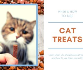 When and How Should I Use Cat Treats?