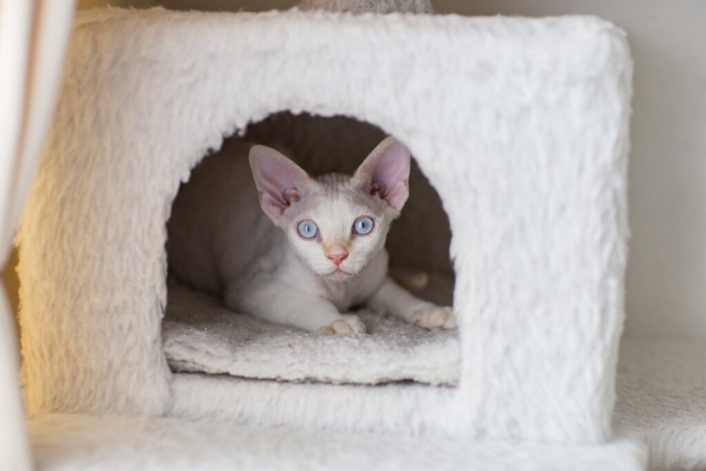 A cute white Devon Rex lies in a white cat house