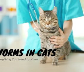 Worms in cats