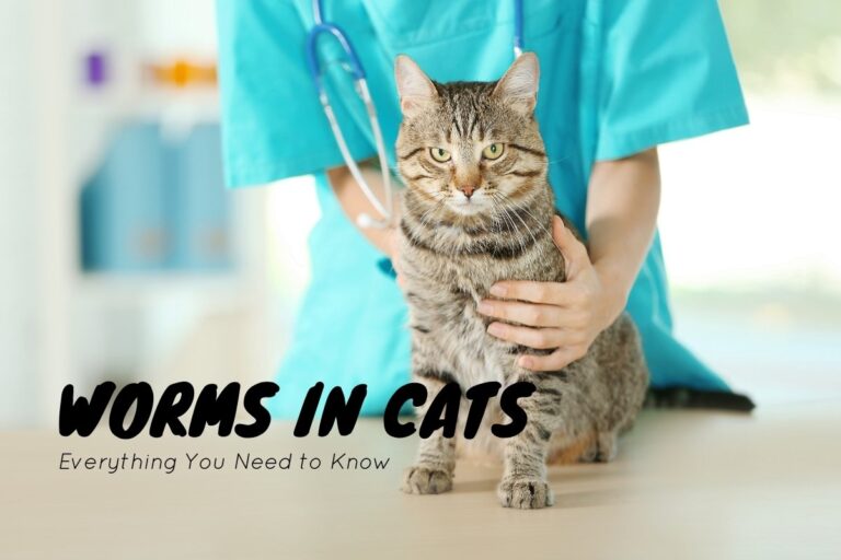 Worms in cats