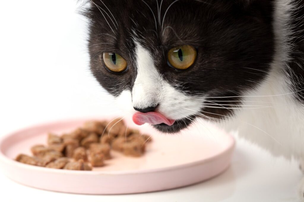 A beautiful black and white cat is eating appetizing meat