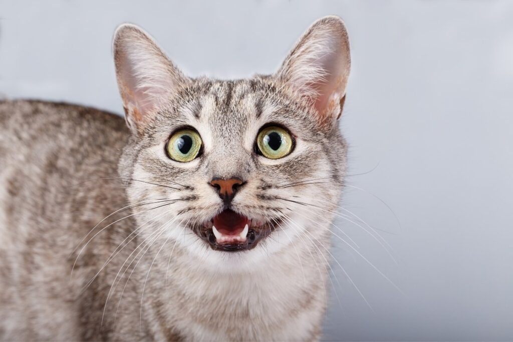 Closeup of a cat meowing
