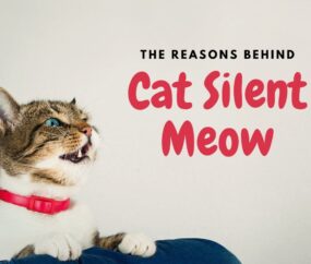 The Reasons Behind Cat Silent Meow