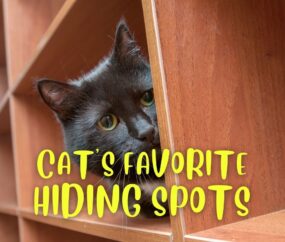Cat's Most Favorite Hiding Spots