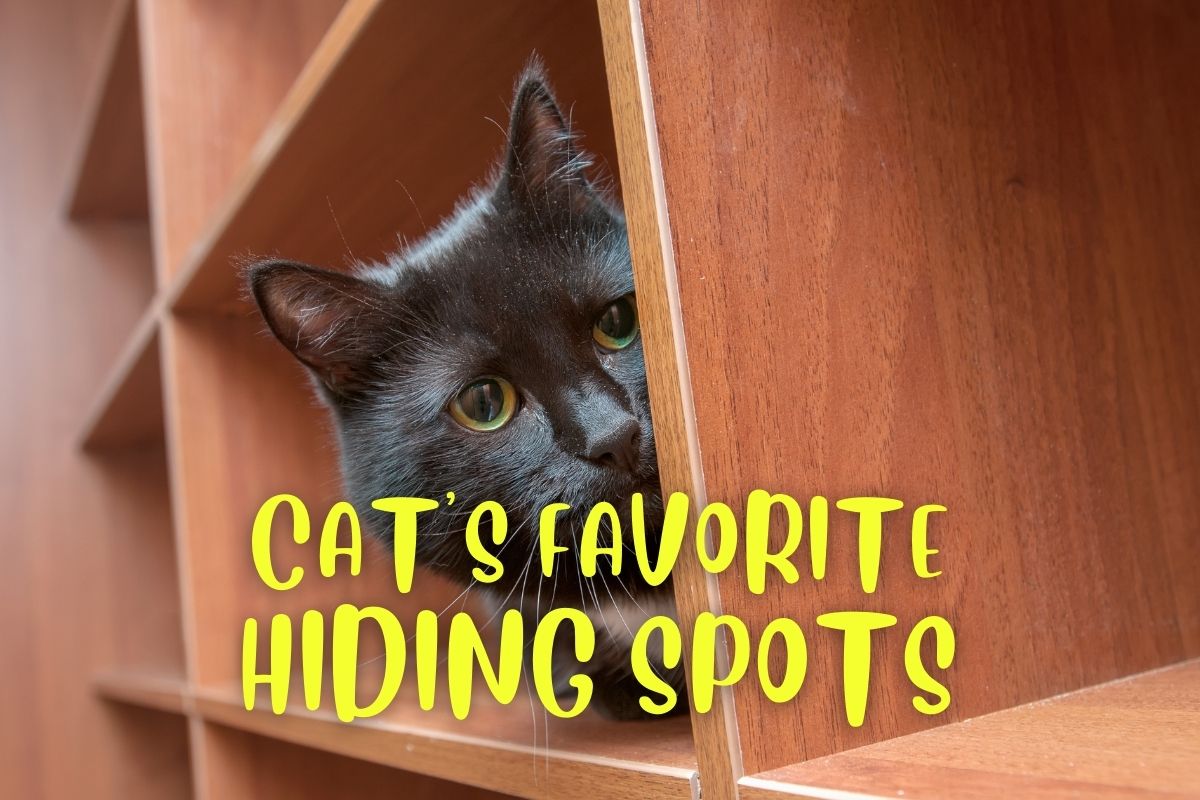 Cat's Most Favorite Hiding Spots
