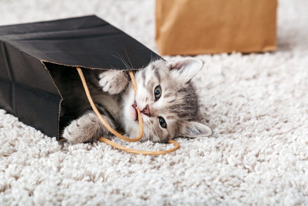 A cute kitten is hiding inside a paper bag