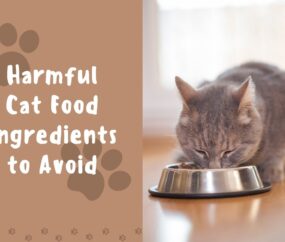 Harmful cat food ingredients to avoid