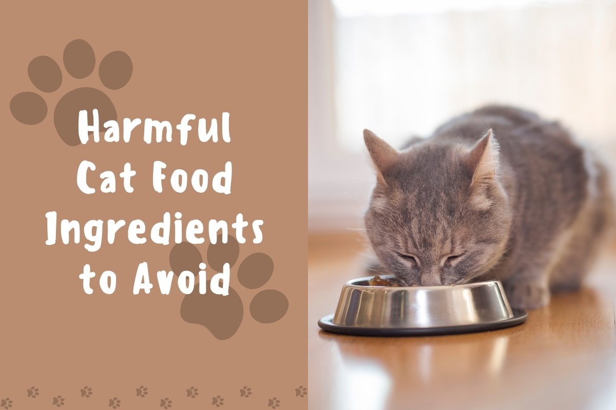 Harmful cat food ingredients to avoid