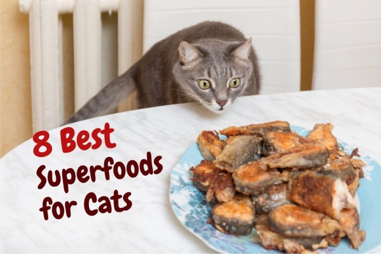 8 Best Superfoods for Cats
